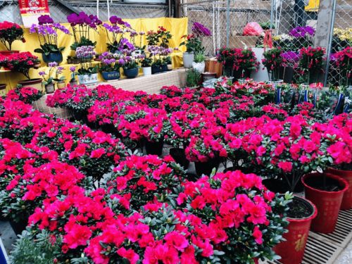 濰有年味，花卉市場購銷兩旺